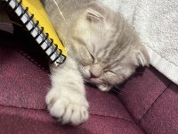 2 aylık yavru scottish fold kedim