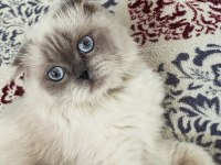 Scottish Fold Oğlumuza Eş Arıyoruz