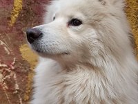 safkan samoyed