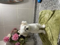Morkie dişi