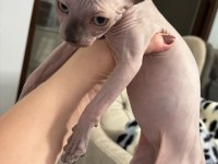 Sfenks yavru kedi
