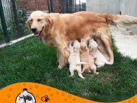 Golden Retriever (Baby Face)