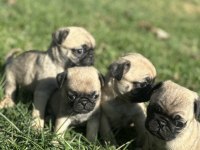 Kalitenin tam adresi pug