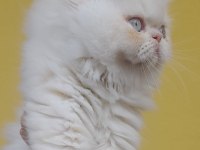 İran exotic longhair bebekler
