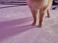 Pomeranian boo 7 aylık