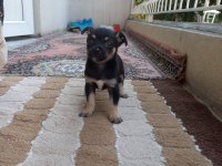 Orjinal pinscher minyatür 0 numara dişi