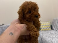 Poodle bebekler