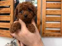Teacup poodle yavru