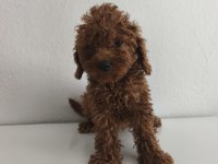Toy poodle yavruları