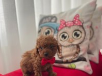 A kalite red brown poodle yavrular