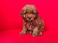 Sevimli Toy Poodle Yavrularımız