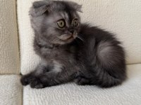 Anne Altından Baykuş Gözlü Scottish Fold Kızımız Oyuncu