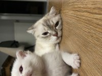 3 erkek british shorthair