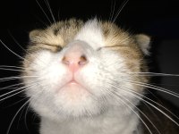 Scottish fold takip şartıyla ücretsiz yuva