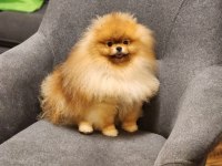 AVRUPADA BİLE DAHA İYİSİ YOK POMERANİAN