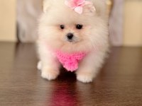 MİNİ BOY AYICIK PRENSES POMERANİAN