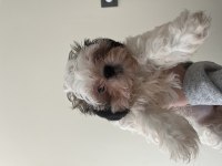 2 aylık shih tzu erkek ve dişi
