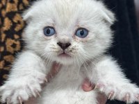 En tatlı scottish fold yavrular yuva arıyoruz