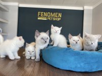 BRITISH LONGHAIR YAVRULAR SHORTHAİR YAVRULAR ANKARA
