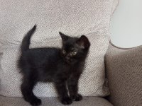50 GÜNLÜK MELEZ YAVRU KEDİLER