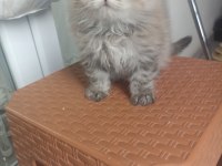 British longhair yavrumuz yeni ailesini bekliyor