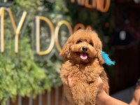Maltipoo yavrularımız