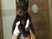 Üst kalite doberman dişi yavrular