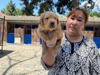 Golden retriever yavrularımız ruhsatlı çiftliğinden