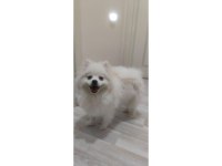 Damızlık Pomeranian Dişi Eğitimli 10 Aylık