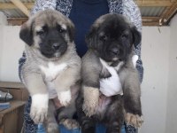 Kangal Yavrusu Sivas