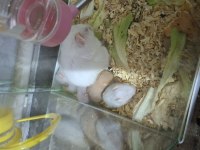 Yavru suriye hamsterları
