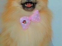 Mükemmel kürk yapısına sahip pomeranian dişi
