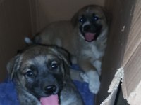 Kangal köpeği ve alman kurdu