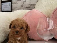 Red Toy Poodle