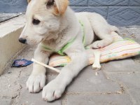 Labrador kırması