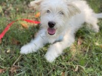 Aşıları tam erkek minik maltipoo yavru