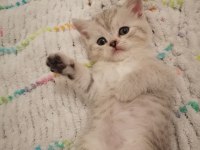 british shorthair 3 erkek yavru