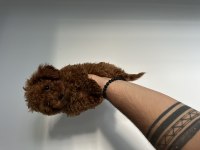 Sağlıklı orjinal poodle