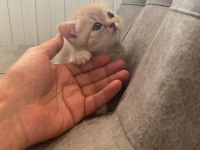 Top Kafa Gri Scottish Fold ve Silver British Shorthair
