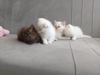 7 haftalık british shorthair