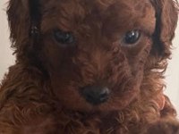 Teacup toy poodle yüzde yüz ırk ve sağlık garantili