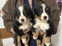 Petmode köpek çiftliğinden bernese yavrularımız