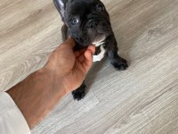 Brındle french bulldog