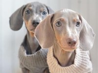 EXOTİC DACHSHUND YAVRULARI 