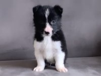A kalite border collie siyah beyaz yavru