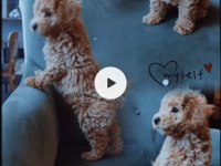 Poodle Erkek Yavru