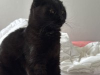 Siyah scottish fold kızımıza yuva arıyoruz