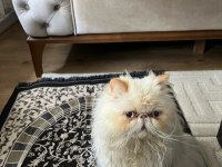 SAFKAN 9 AYLIK İRAN KEDİSİ