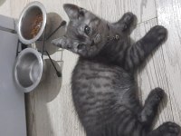 British shorthair yavrular