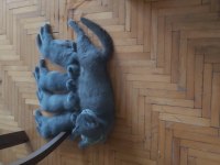 4 adet 40 günlük yavru scottish fold